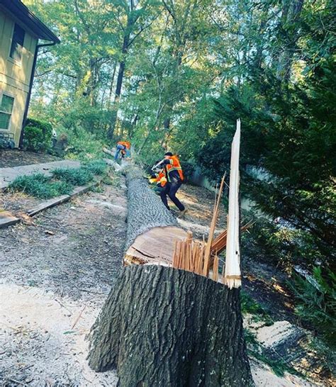 tree service peachtree city ga